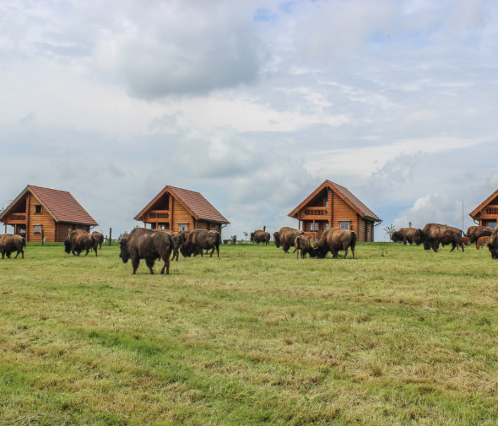 Ranch des Bisons