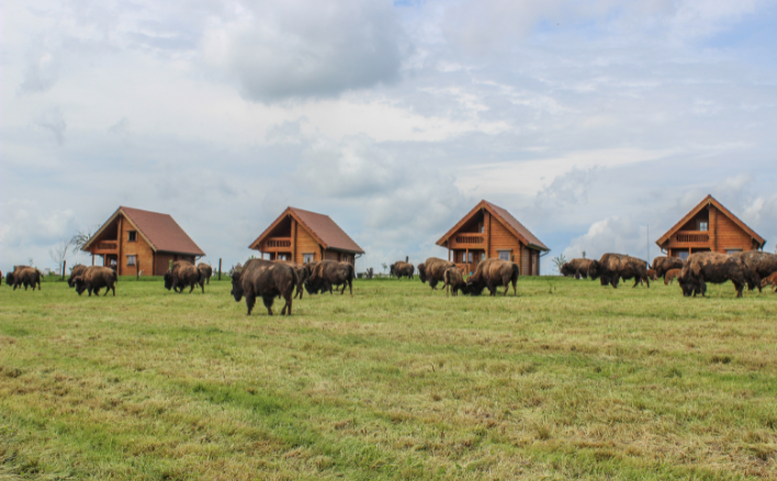 Ranch des bisons