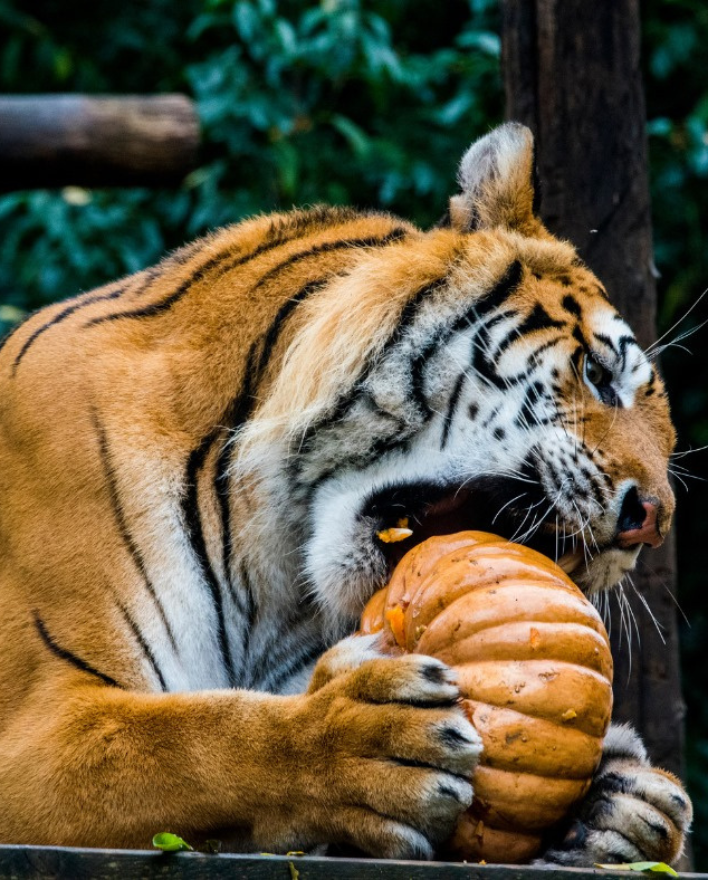 Zoo d'amnéville