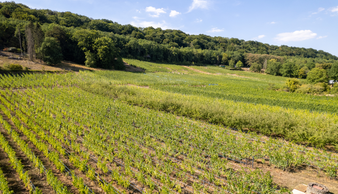 Slider (grand) - AOC vignes Ancy