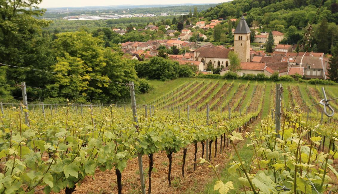 Vignes du village de Vaux