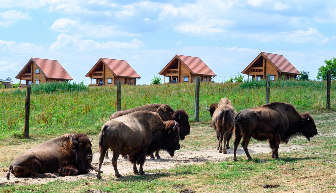 Ranch des bisons