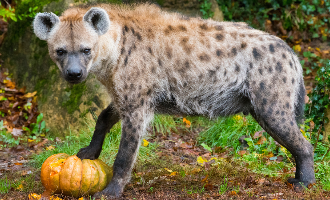 Zoo d'amnéville