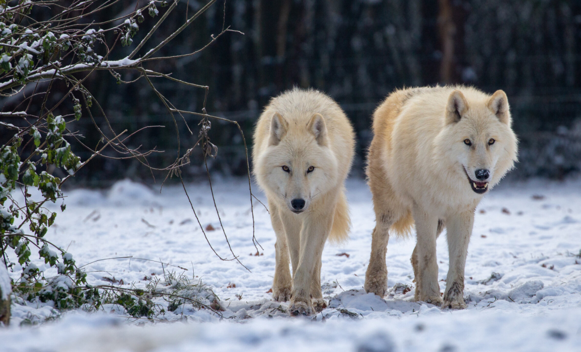 Loups blanc