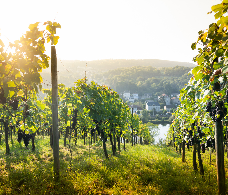 Vignes de Sierck